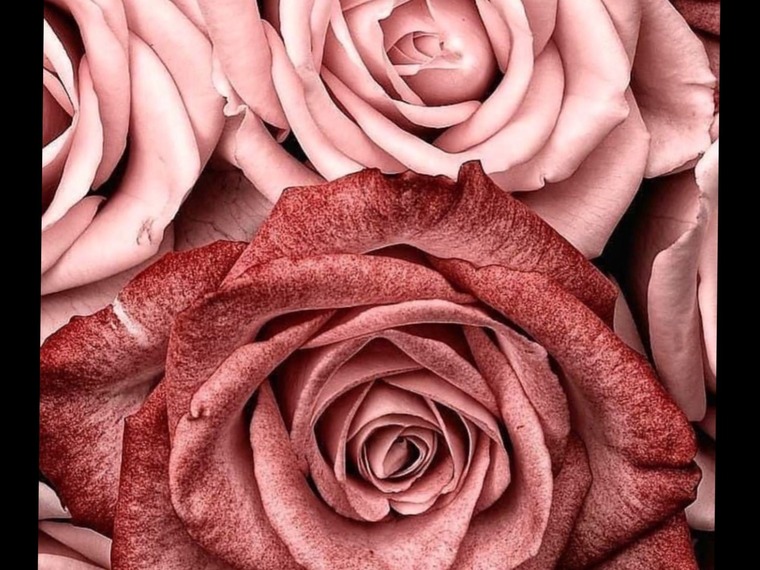 Missy banner image