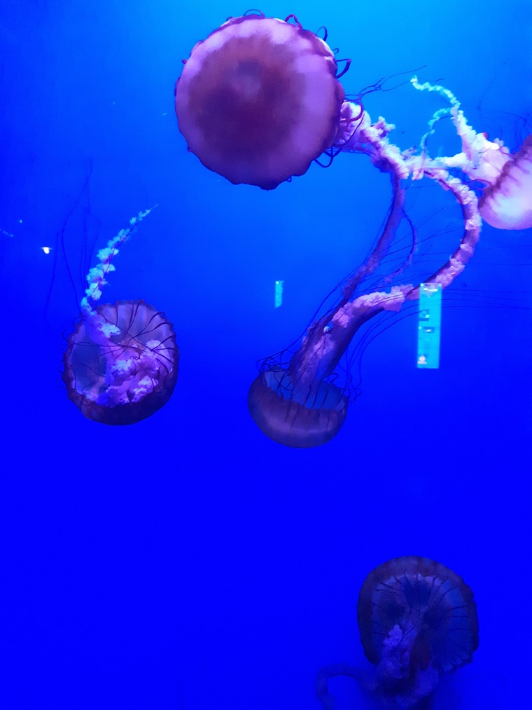 SammiTheShroom cover image