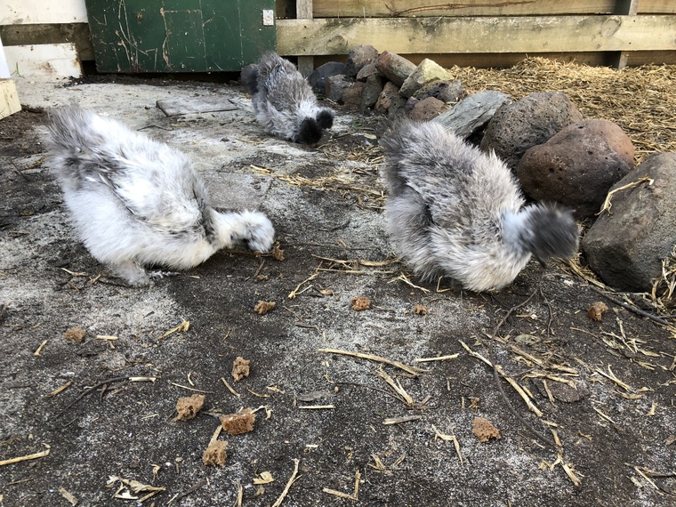 Samuel H's Silkies cover image