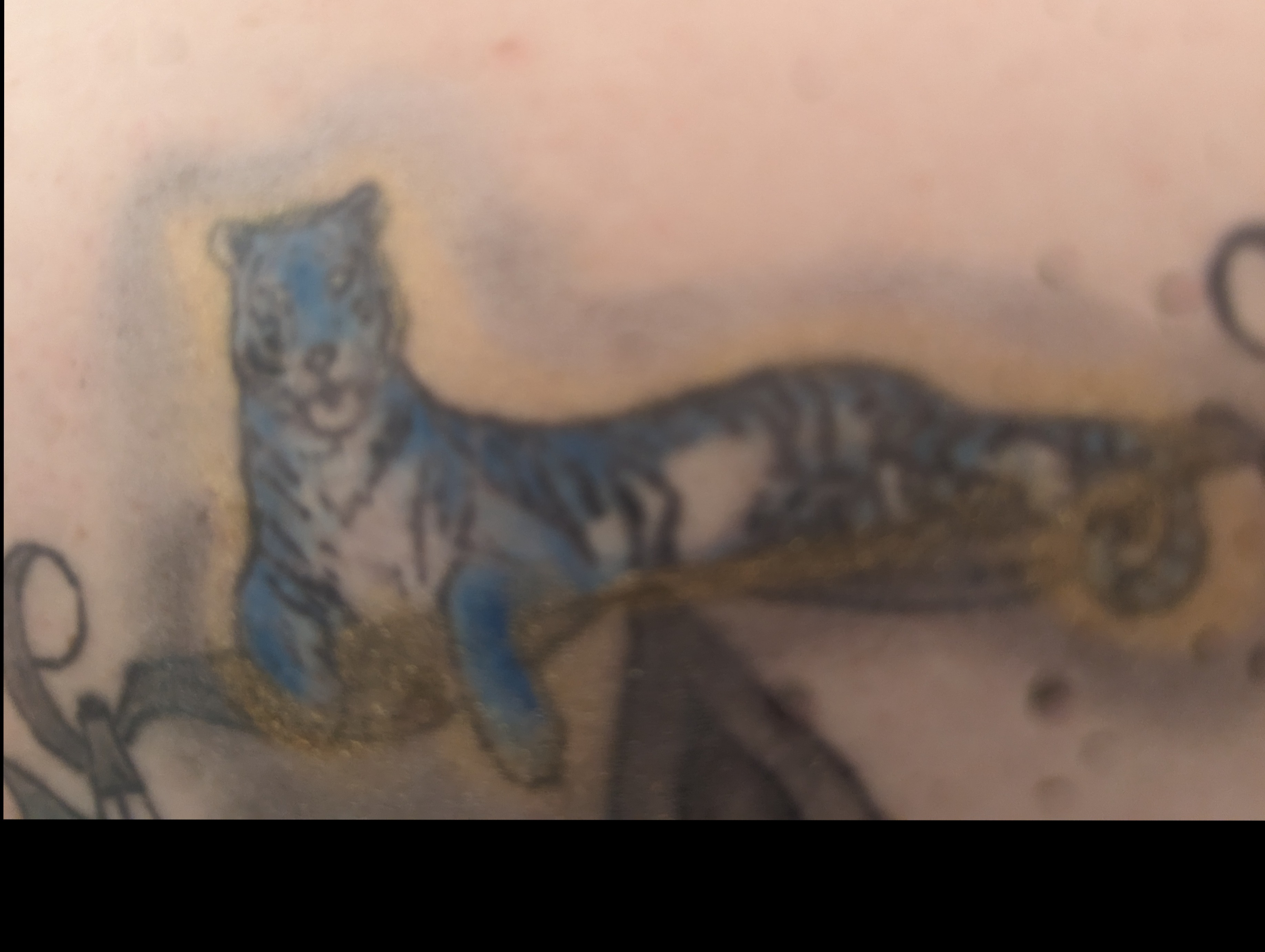 Sapphire Tiger banner image