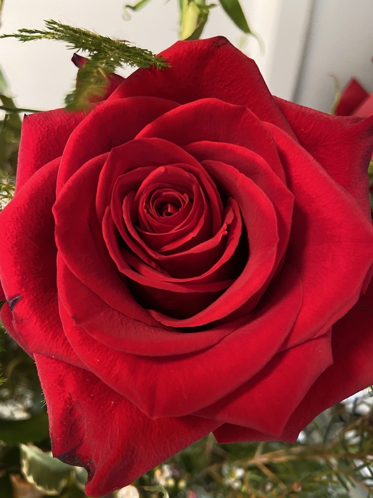 Sapphire Rose banner image