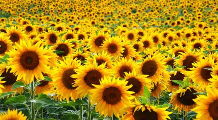 Sarah🌻✨ banner image