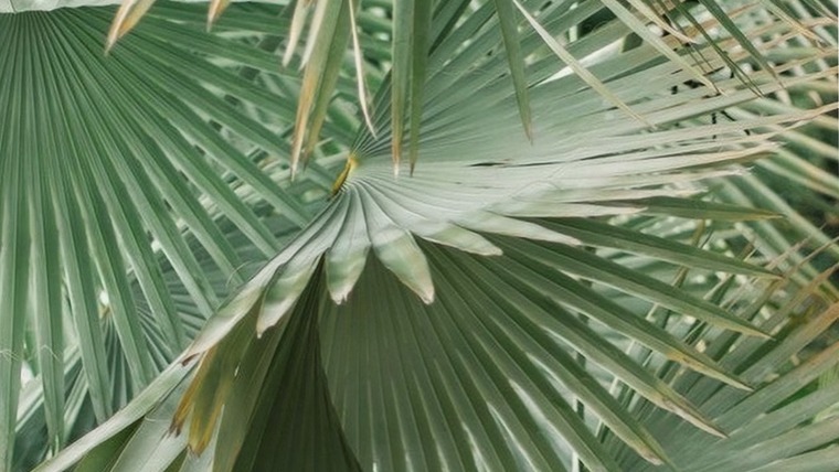 Sarah Wanka cover image