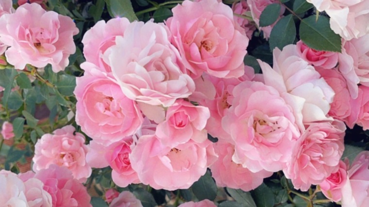 ♡ 𝑺𝑨𝑹𝑰𝑵𝑨 ♡ banner image