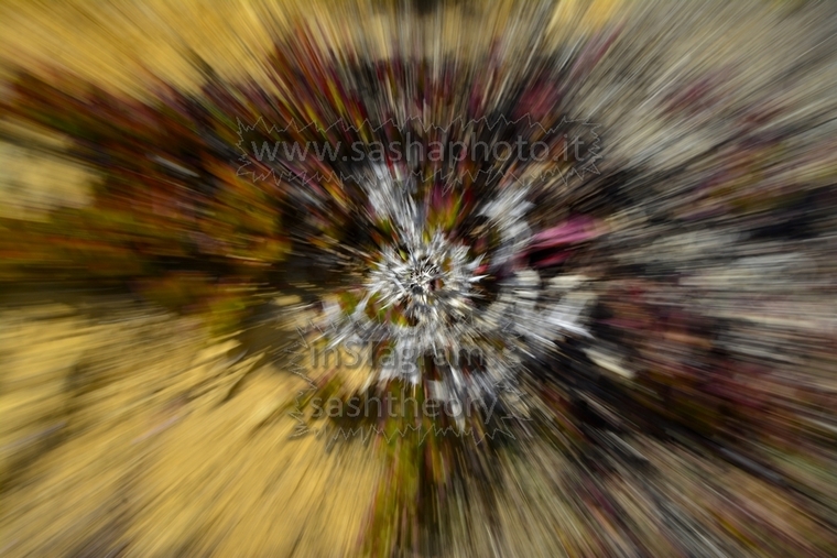 sashtheory cover image