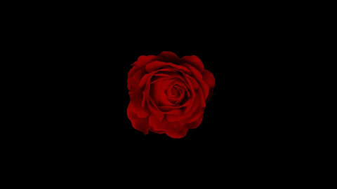 Scarlett Rose 🥀 cover image