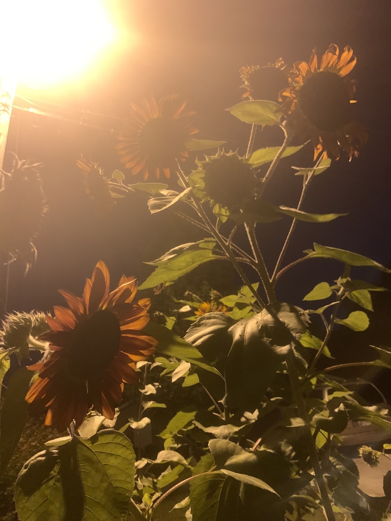 Sophie banner image