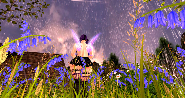 Seasha cover image