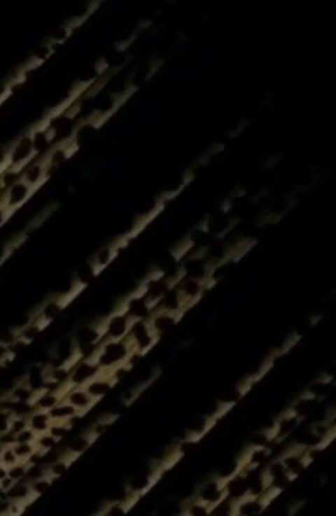 Ansku cover image