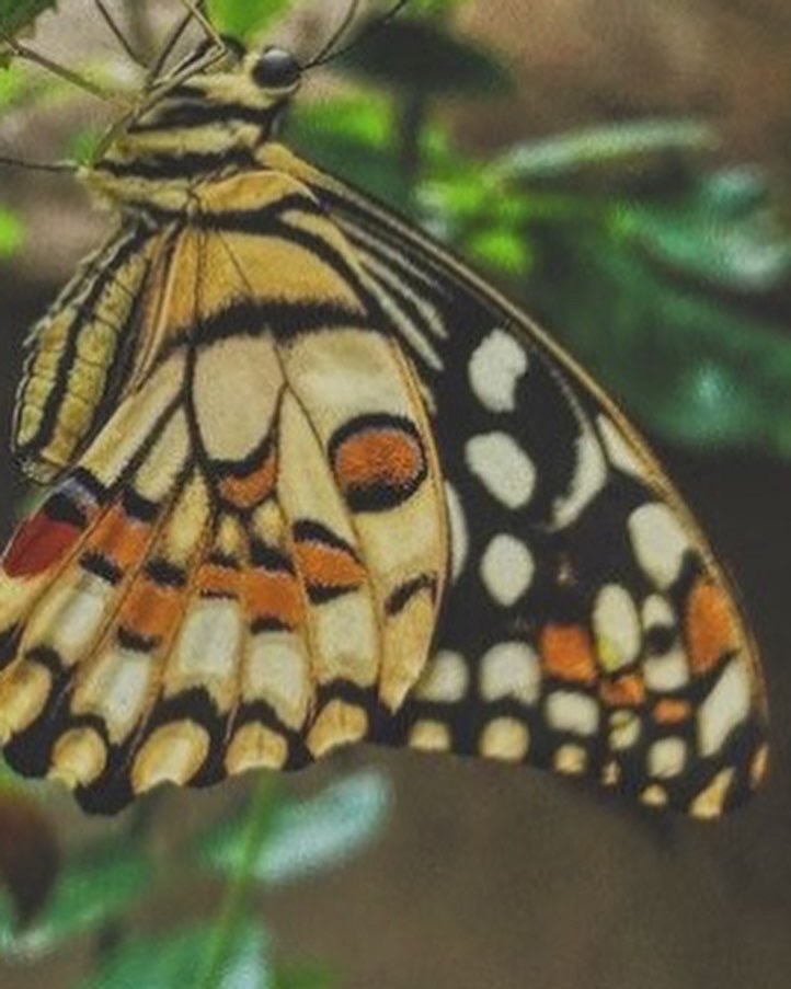 Sedona Mae banner image