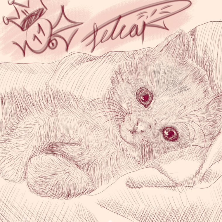 Selear cover image