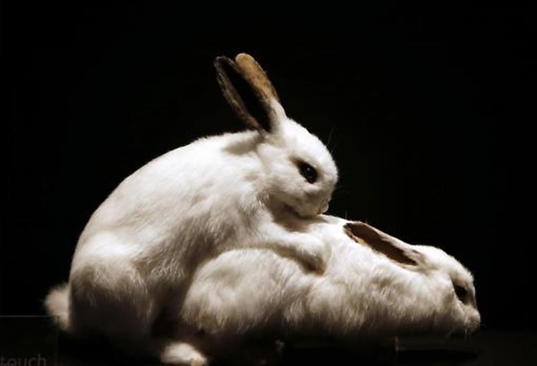 BunnyLove banner image