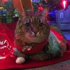 Serafina 🐱 avatar