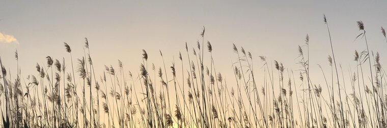 Sergi banner image