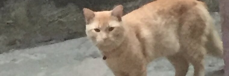 Sabrina T banner image