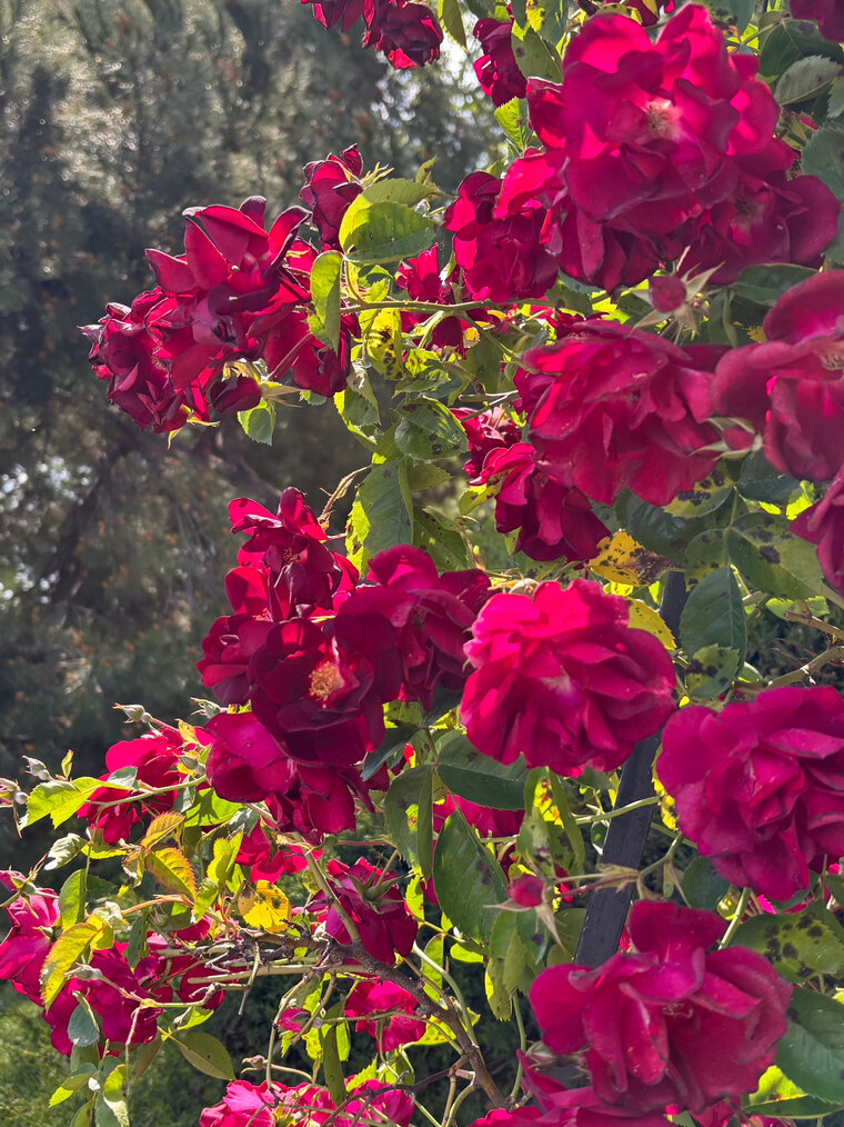 Chiara banner image