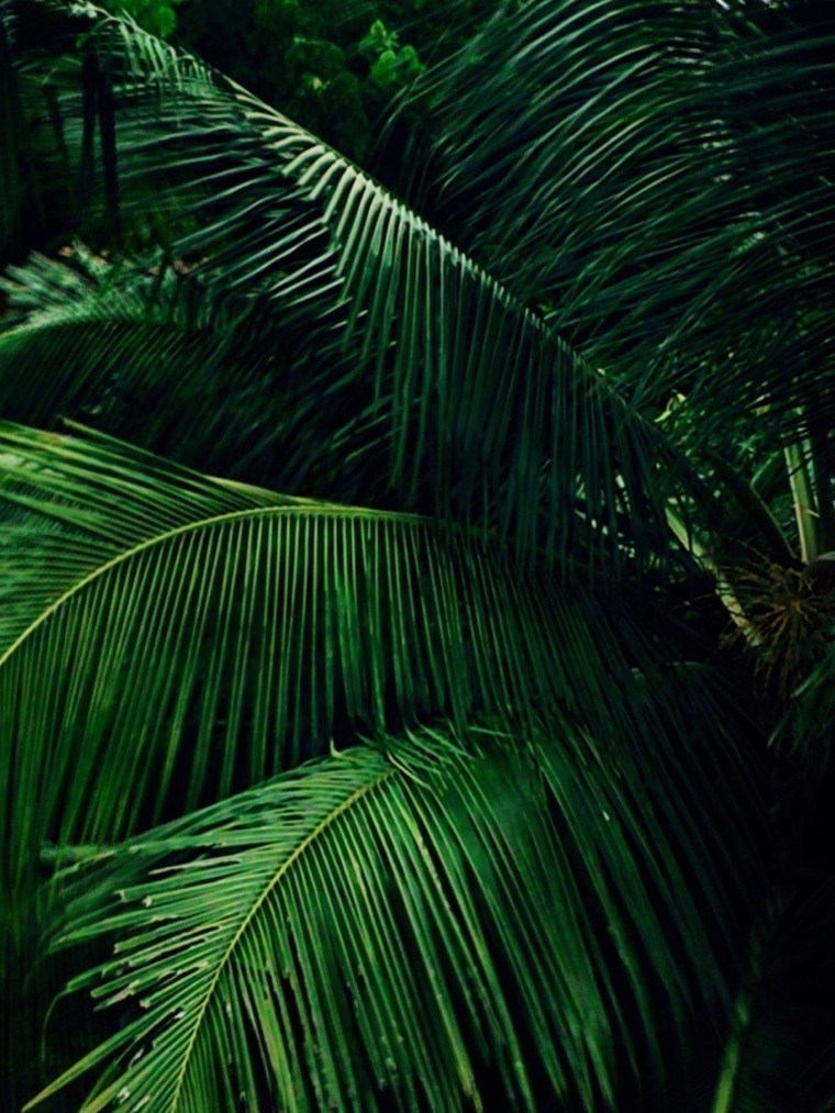Sexy Island Gal banner image
