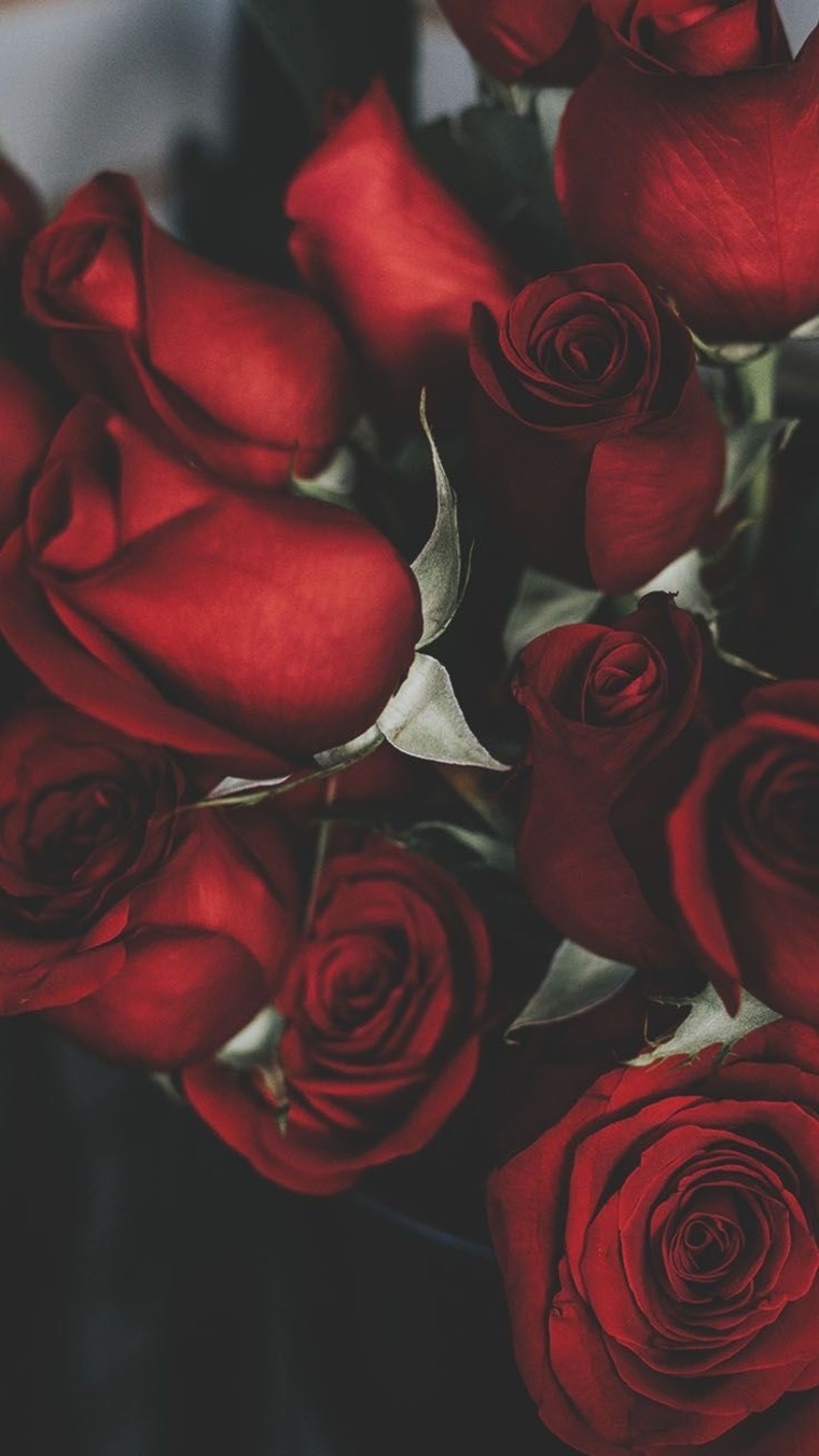Sexy Rose cover image