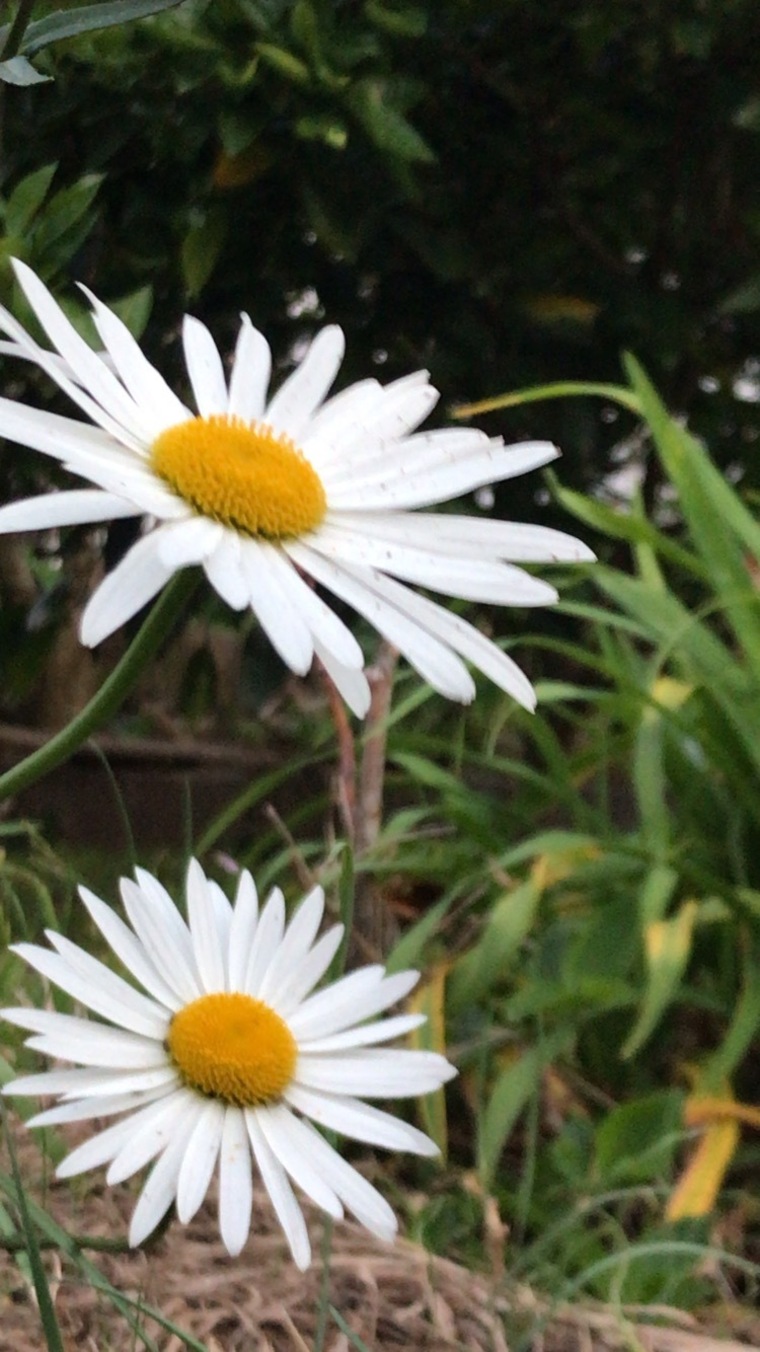 little feet cover image