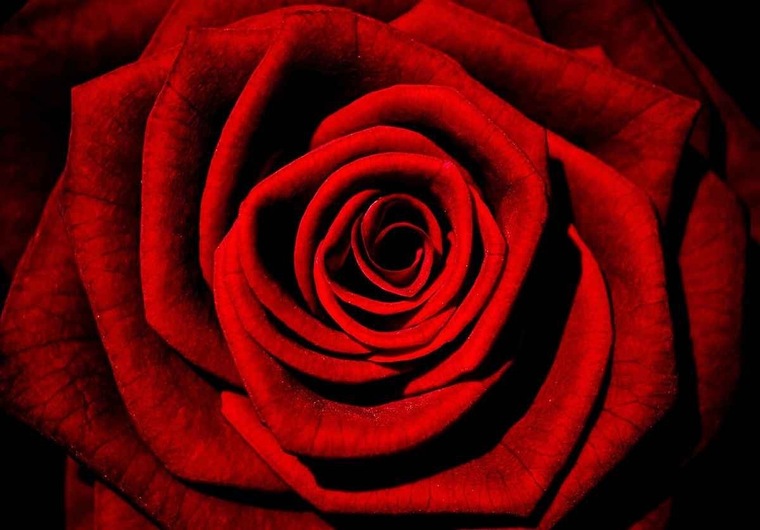 Shanice Rosemoon I cover image