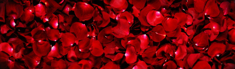 Shannonldld cover image