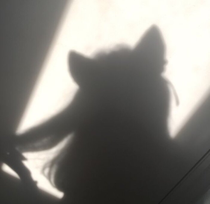 ShawtyCat banner image