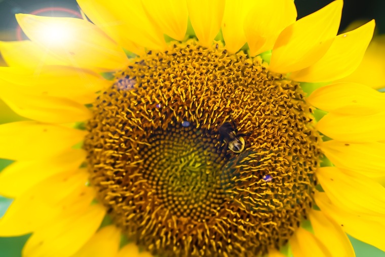 Shaylax banner image