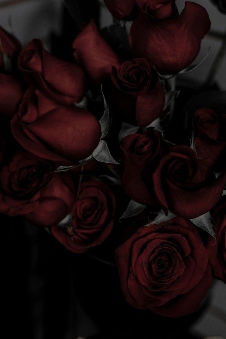 Shayna Goth banner image