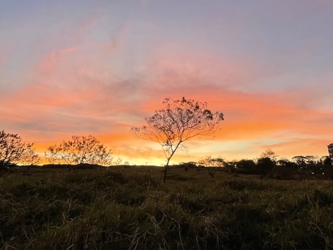 Chino cover image