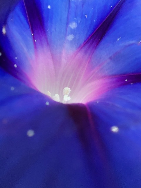 Dez cover image
