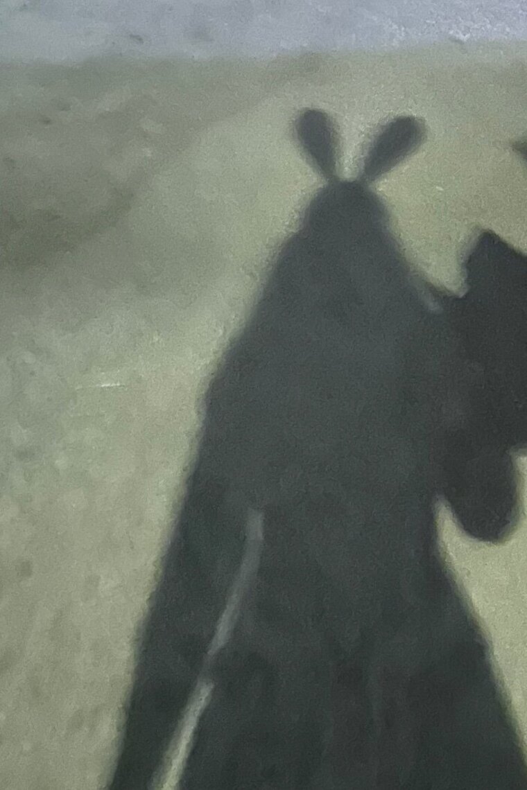 Shy Bunny cover image
