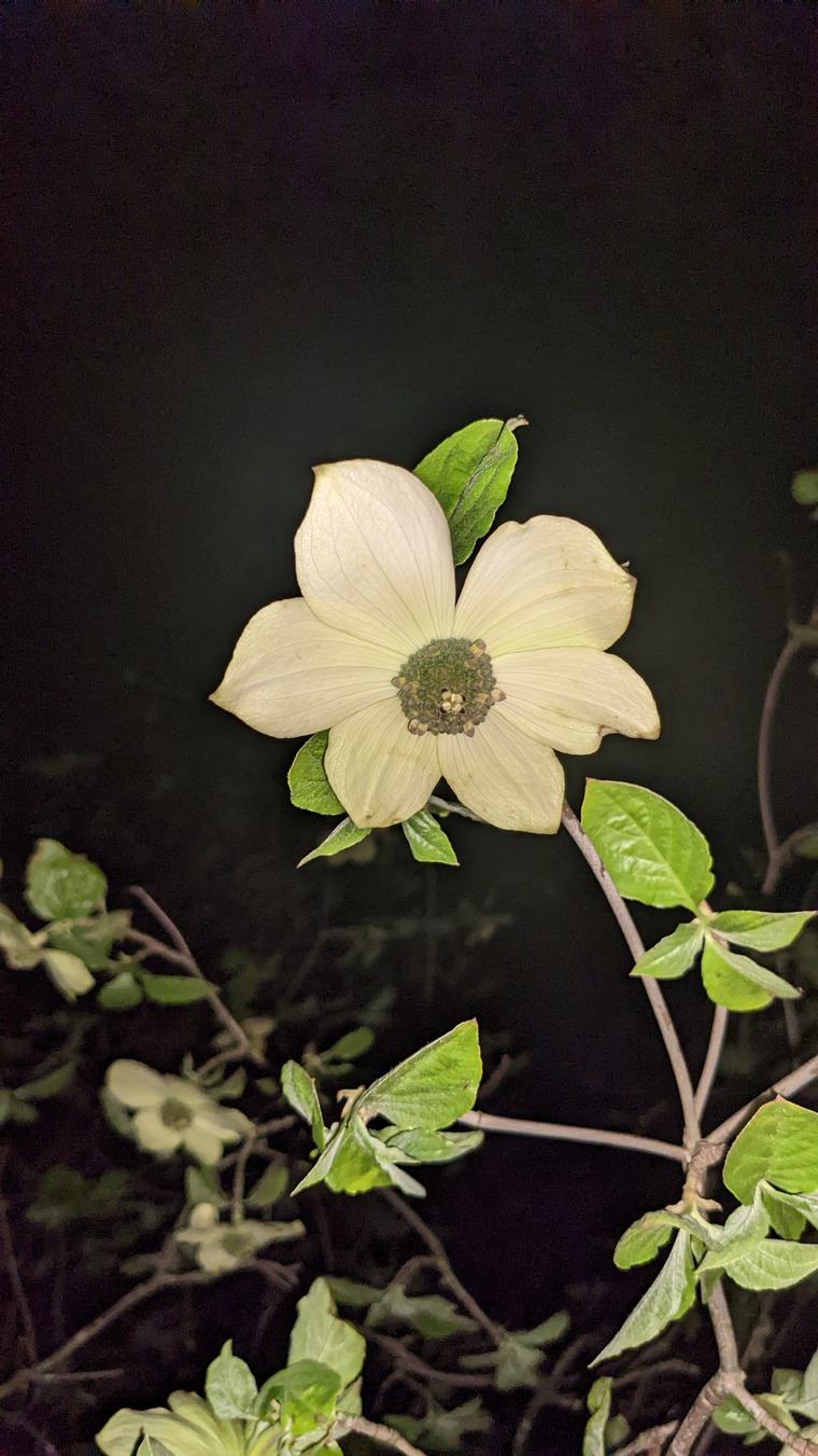 Flower banner image
