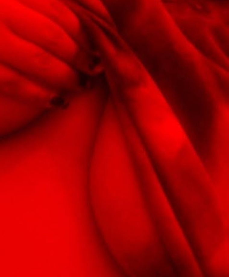 Shy girl cover image