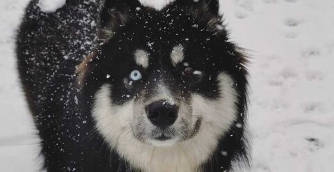 Siberian cover image