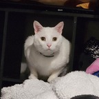 thick cat avatar