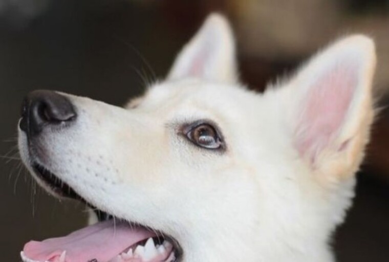 Sif Padfoot cover image