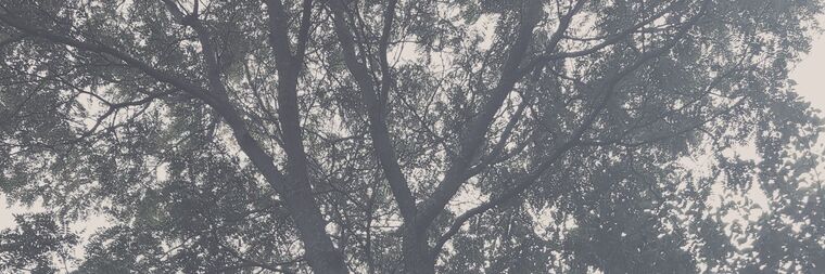 Sigyn banner image