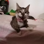 Siliam avatar