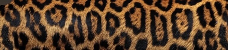 π§π’π«ππ ππ . π π¨π‘ππ’ππ ππ π¦ . banner image