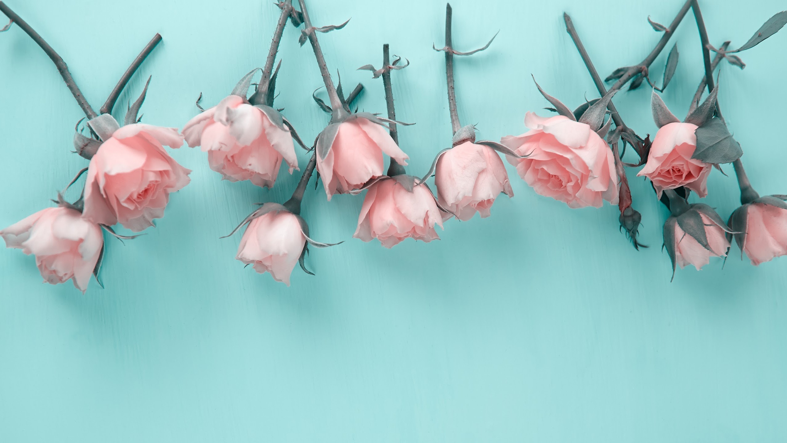 Skyler Lo banner image
