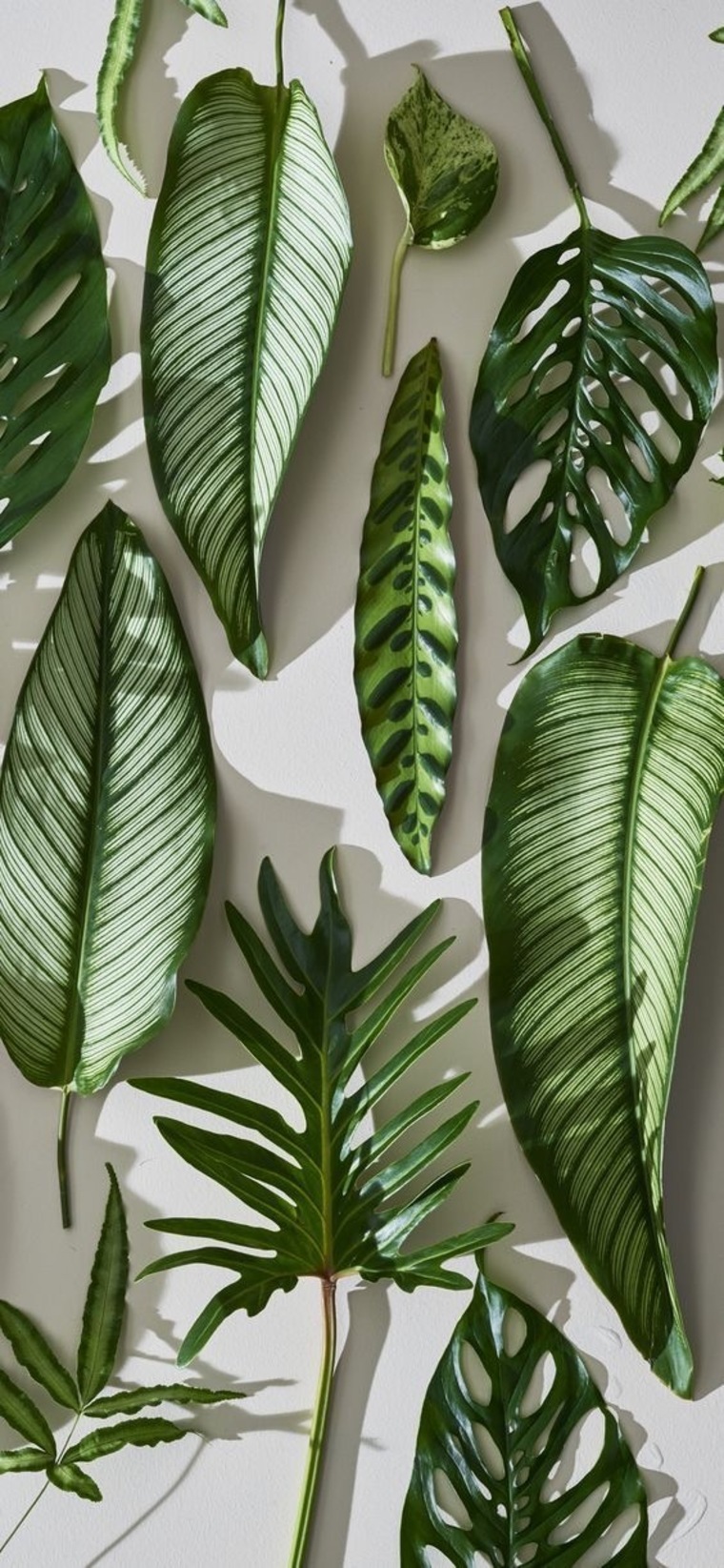 Fern banner image