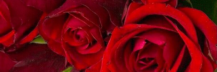 FLboi banner image