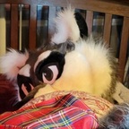 snarkyraccoonx avatar