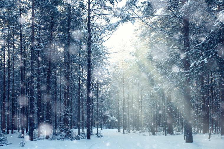 Neve cover image