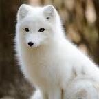 Snowfox2020 avatar
