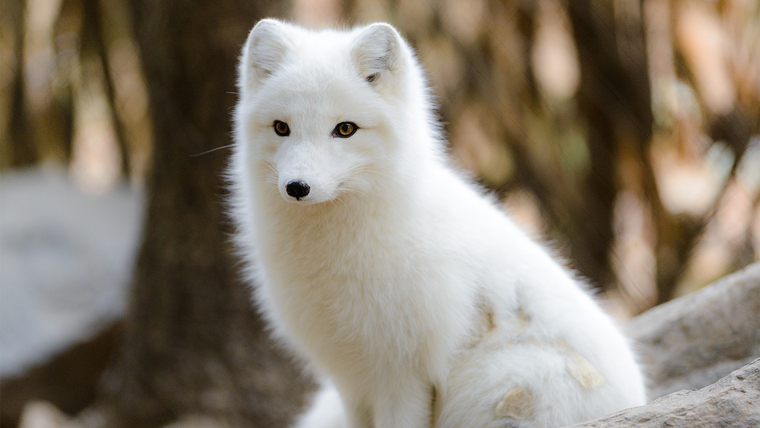 Snowfox2020 banner image