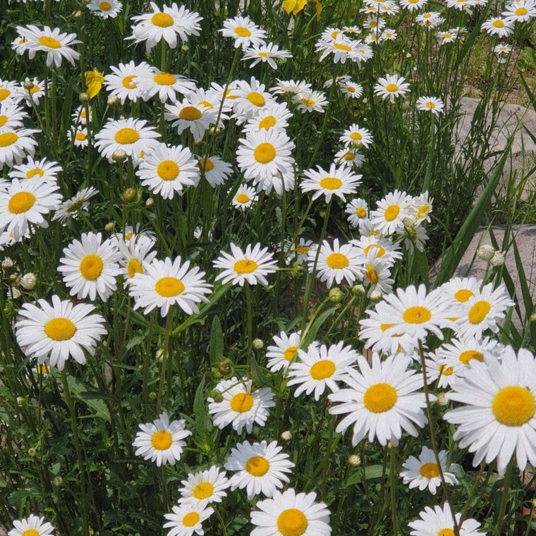 Daisy. banner image
