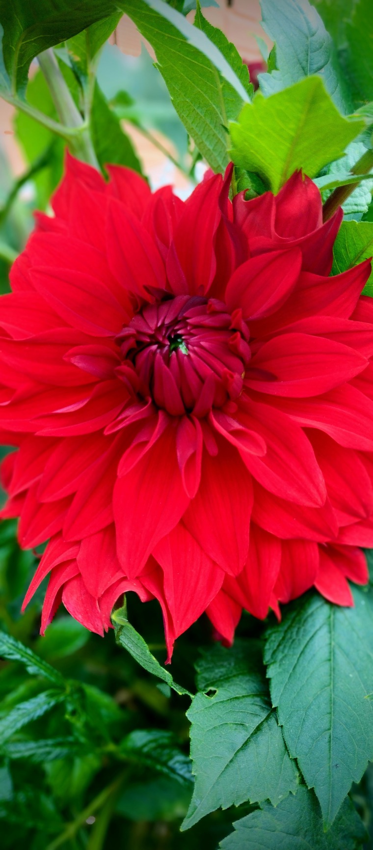 Sofi Campbell banner image
