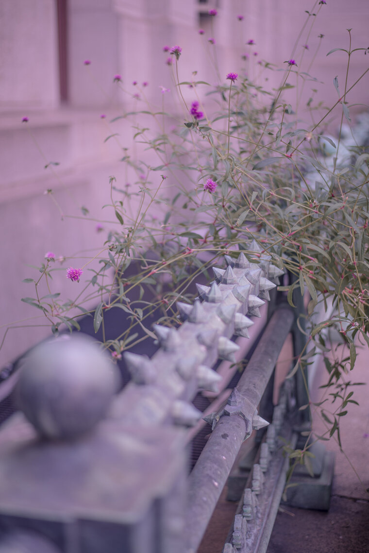Blossum cover image