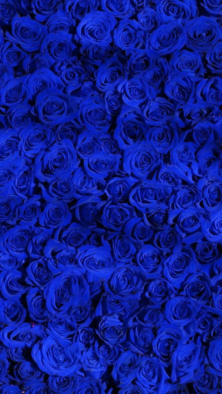 The Muse banner image
